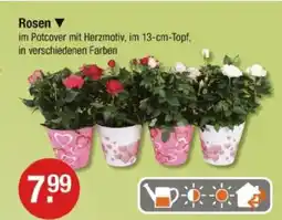 V Markt Rosen Angebot