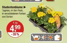 V Markt Studentenblume Angebot