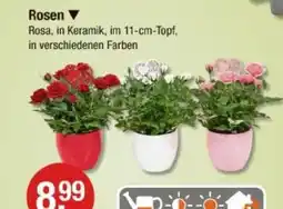 V Markt Rosen Angebot