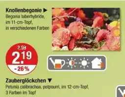 V Markt Knollenbegonie Angebot