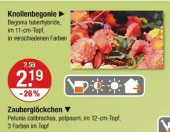 V Markt Knollenbegonie Angebot