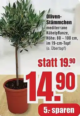 B1 Discount Baumarkt Oliven Stämmchen Angebot