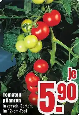 B1 Discount Baumarkt Tomatenpflanzen Angebot