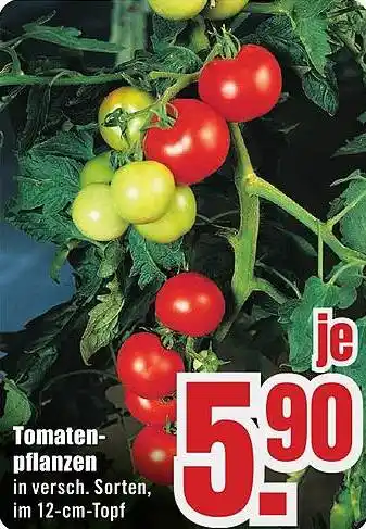 B1 Discount Baumarkt Tomatenpflanzen Angebot