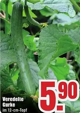 B1 Discount Baumarkt Veredelte Gurke Angebot