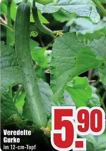 B1 Discount Baumarkt Veredelte Gurke Angebot