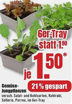 B1 Discount Baumarkt Gemüse Jungpflanzen Angebot
