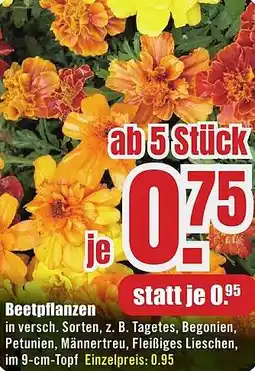 B1 Discount Baumarkt Beetpflanzen Angebot