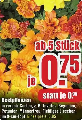 B1 Discount Baumarkt Beetpflanzen Angebot