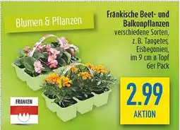 diska Fränkische Beet- und Balkonpflanzen Angebot