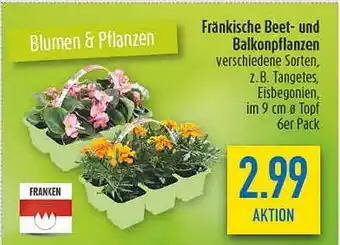 diska Fränkische Beet- und Balkonpflanzen Angebot