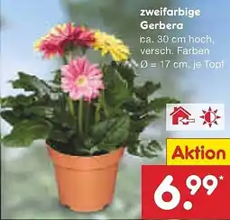 Netto Marken-Discount zweifarbige Gerbera Angebot