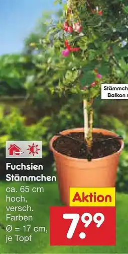 Netto Marken-Discount Fuchsien Stämmchen Angebot