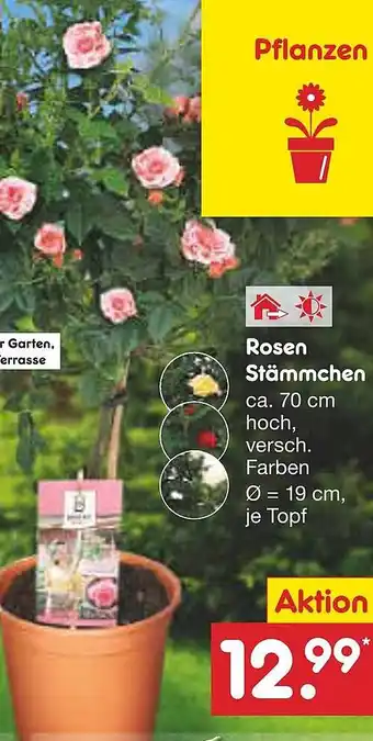Netto Marken-Discount Rosen Stämmchen Angebot
