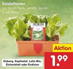 Netto Marken-Discount Salatpflanzen Angebot