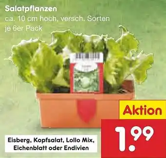 Netto Marken-Discount Salatpflanzen Angebot