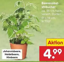 Netto Marken-Discount Beerenobst- sträucher Angebot