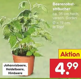 Netto Marken-Discount Beerenobst- sträucher Angebot
