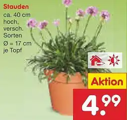 Netto Marken-Discount Stauden Angebot