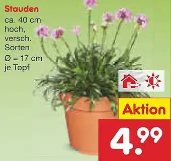 Netto Marken-Discount Stauden Angebot