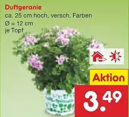 Netto Marken-Discount Duftgeranie Angebot