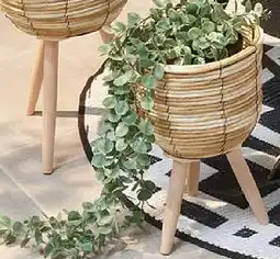 TEDi Eukalyptus im Topf Angebot