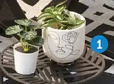 TEDi Blumentopf Angebot
