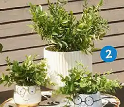 TEDi Blumentopf Angebot