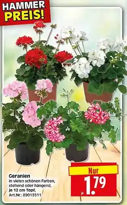 Wreesmann Geranien Angebot