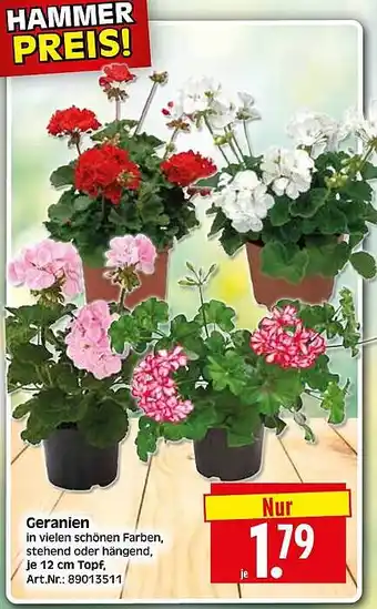 Wreesmann Geranien Angebot