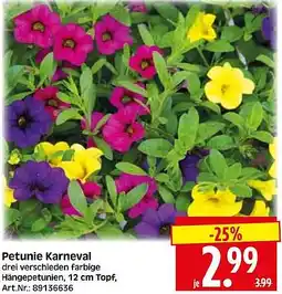 Wreesmann Petunie Karneval Angebot