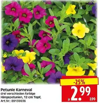 Wreesmann Petunie Karneval Angebot