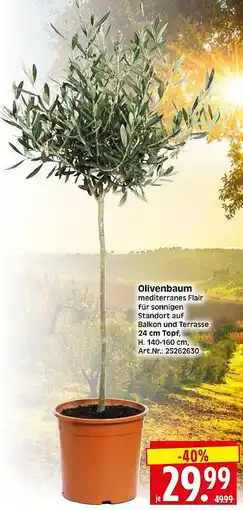 Wreesmann Olivenbaum Angebot