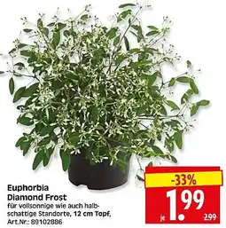 Wreesmann Euphorbia Diamond Frost Angebot
