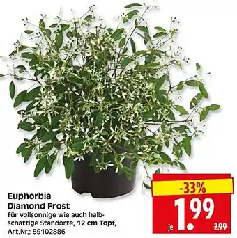 Wreesmann Euphorbia Diamond Frost Angebot