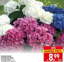 Wreesmann Gartenhortensie Angebot