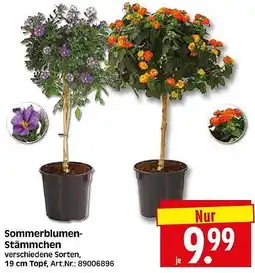 Wreesmann Sommerblumen Stämmchen Angebot