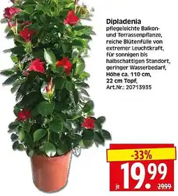 Wreesmann Dipladenia Angebot