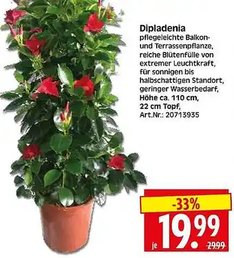 Wreesmann Dipladenia Angebot