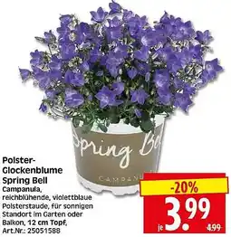 Wreesmann Polster Glockenblume Spring Bell Campanula Angebot