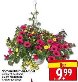 Wreesmann Sommerblumen-Ampel Angebot