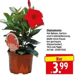 Wreesmann Dipladenia Angebot