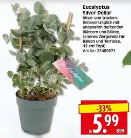 Wreesmann Eucalyptus Silver Dollar Angebot