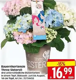 Wreesmann Bauernhortensie Three Sisters Angebot