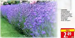 Wreesmann Lavendel Angebot