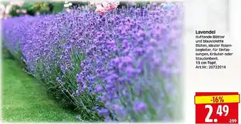 Wreesmann Lavendel Angebot
