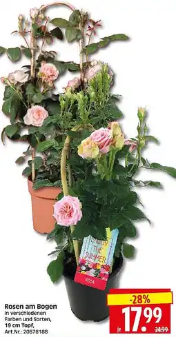 Wreesmann Rosen am Bogen Angebot