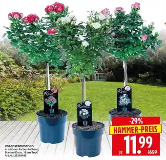 Wreesmann Rosenstämmchen Angebot