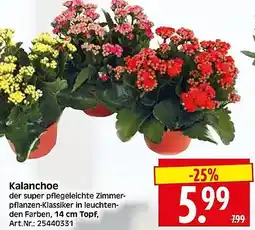 Wreesmann Kalanchoe Angebot