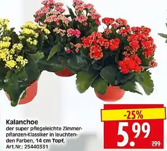 Wreesmann Kalanchoe Angebot